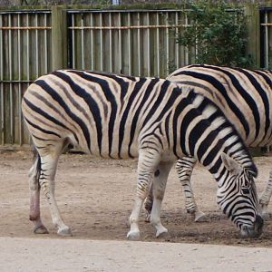 Plains Zebra (Burchelles?)