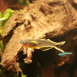 Pseudomugil furcatus