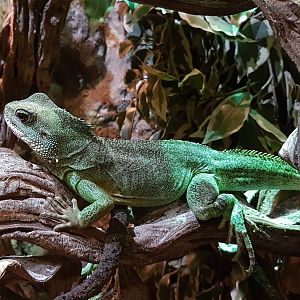 Chinese water-dragon