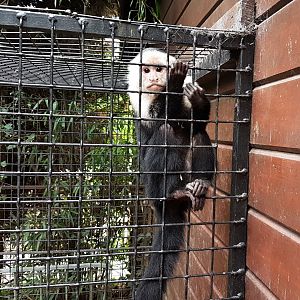 White-faced capucin