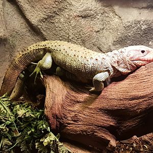 Caiman lizard