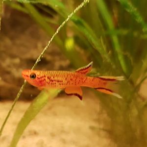 Aphyosemion australe