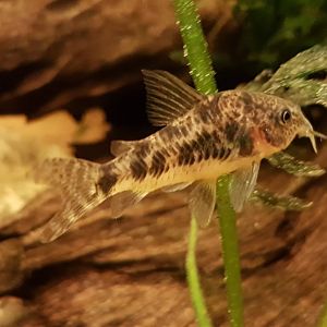 Corydoras paleatus