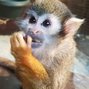 Common squirrel monkey