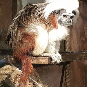 Cotton-top tamarin