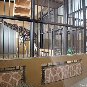 Giraffe Indoors