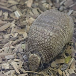 Southern Three-banded Armadillo