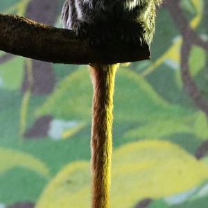Emperor Tamarin