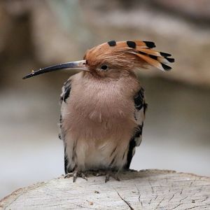 Hoopoe
