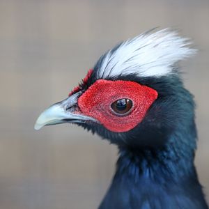 Edward's Pheasant