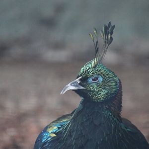Himalayan Monal