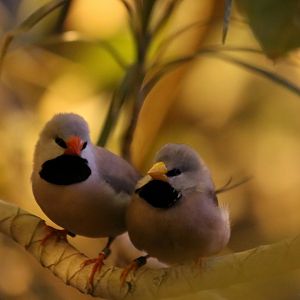 Mixed Subspecies Pair of Long-tailed Finch