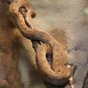 Pacific Boa
