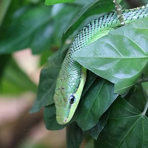 Red-tailed Green Ratsnake