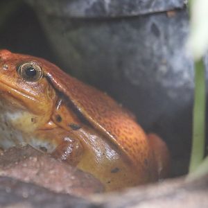Madagascar Tomato Frog