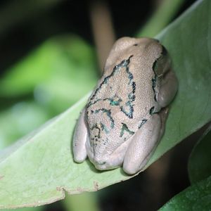 Peacock Tree Frog