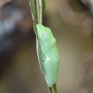 Red-eyed Tree Frog