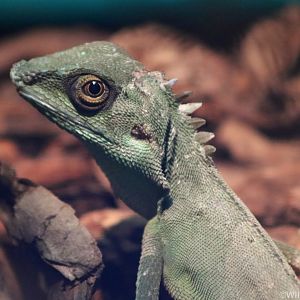 Bronchocela cristatella