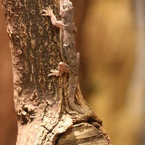 Unsigned Gecko Species (id?)