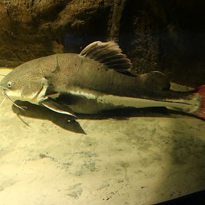 Red-tailed Catfish