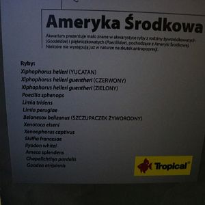 Central American Tank Species (mostly livebearers)