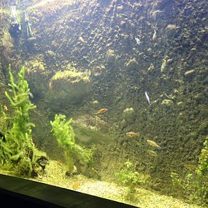 Central American Tank