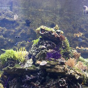 Indonesian Reef Tank