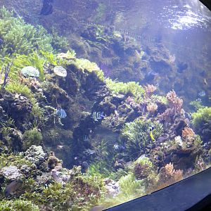 Indonesian Reef Tank
