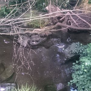 Pond in the Sichuan Hall