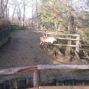 Reindeer-enclosure