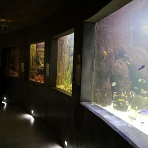 View in the Aquarium