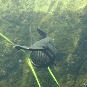 North American Paddlefish