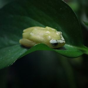 Spotted Reed-frog