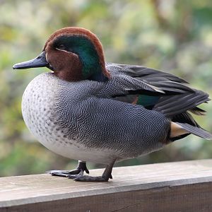 Green-winged teal