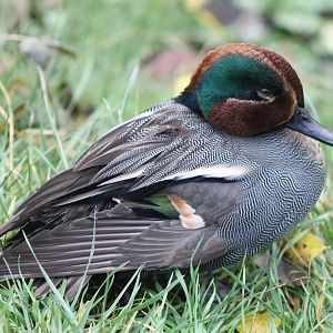 Green-winged teal