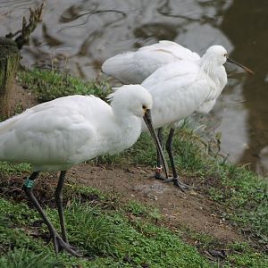European spoonbills