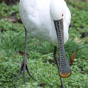 European spoonbill
