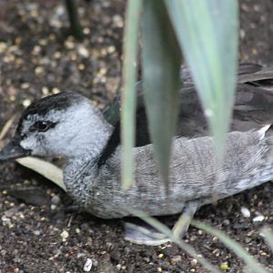 Indian pygmy goose