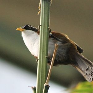 Chestnut-backed scimitar babbler