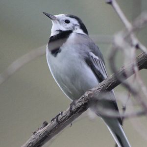 Pied wagtail
