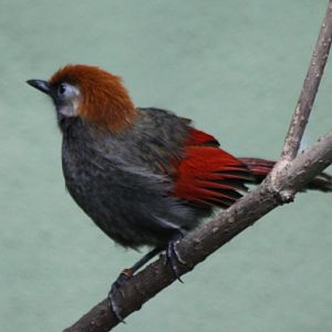 Red-tailed laughing-thrush
