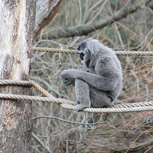 Javan gibbon