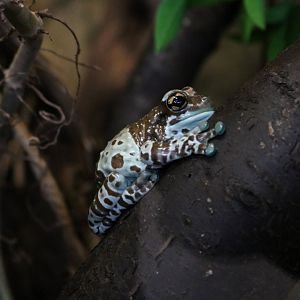 Marbled Tree Frog
