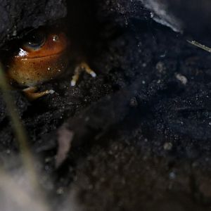 Madagascar Tomato Frog