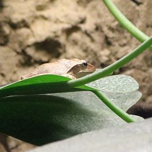 Spot-legged Tree Frog
