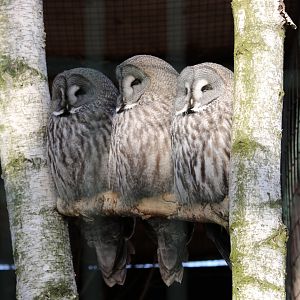 Great Grey Owls
