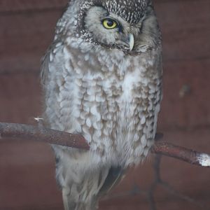 Boreal Owl