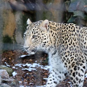 Persian Leopard (saxicolor)