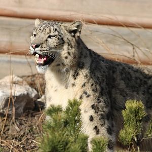 Snow Leopard
