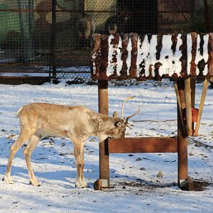 Eurasian Forest Reindeer